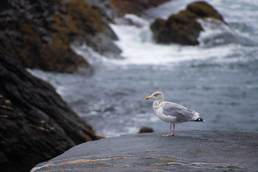 A gull above breaking Atlantic waves
