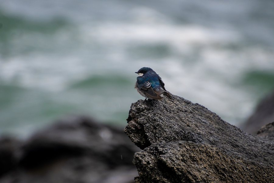 A small shorebird on a rock beside the sea