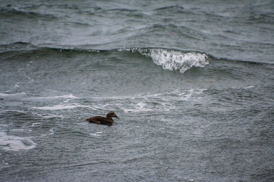 A sea duck swimming through Atlantic surf