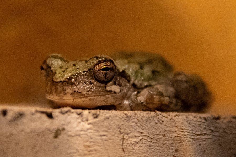 A frog resting in warm ochre light