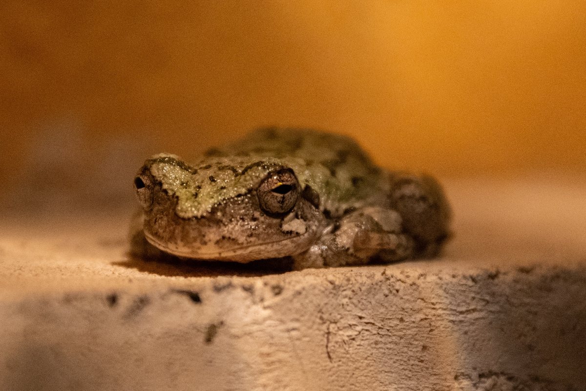 A tree frog facing the camera in warm light