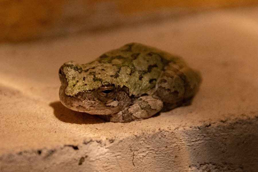 A small frog seen from above