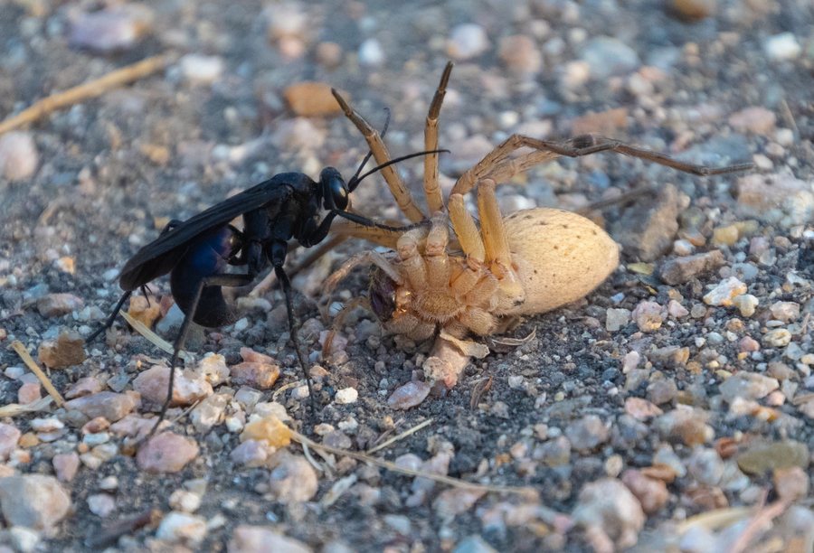 A wasp beside a pale spider on gravel