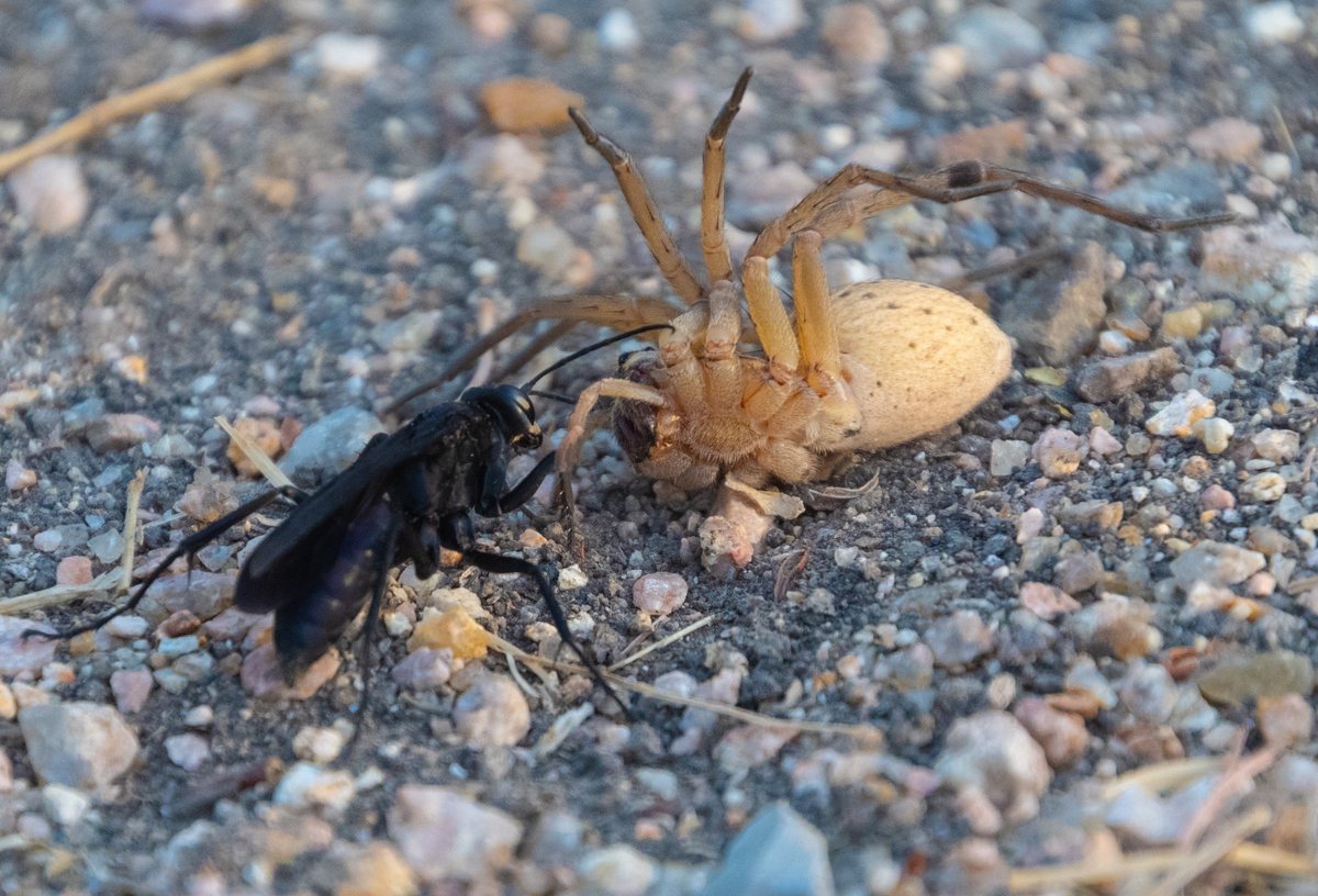 A wasp gripping a pale spider