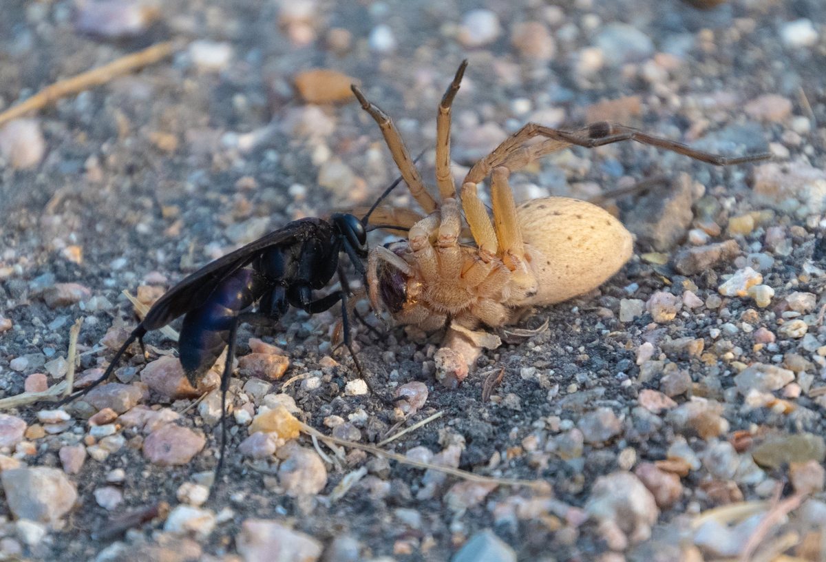 A wasp dragging a pale spider across gravel