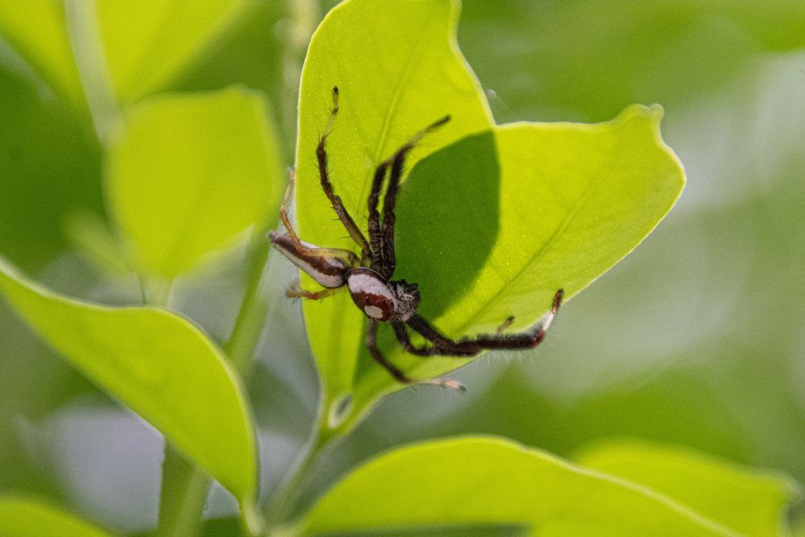 A spider holding a luminous green leaf