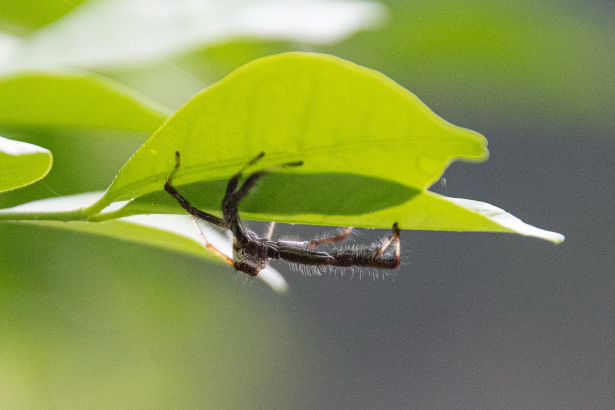 A spider stretched along the edge of a leaf