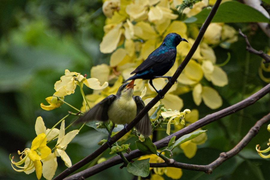 Sunbirds among yellow blossoms