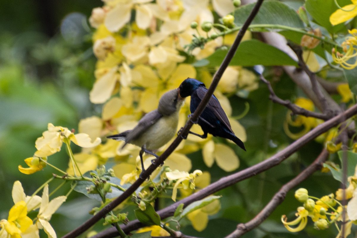 Two sunbirds on a branch among yellow flowers
