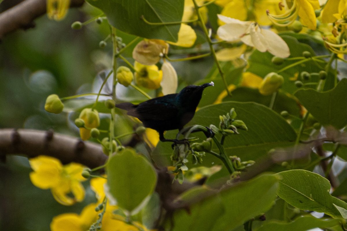 A sunbird in shadow among yellow blossoms