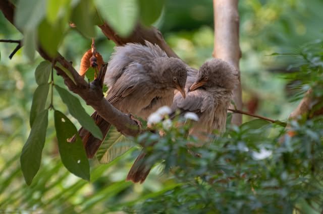 Two birds grooming one another on a branch