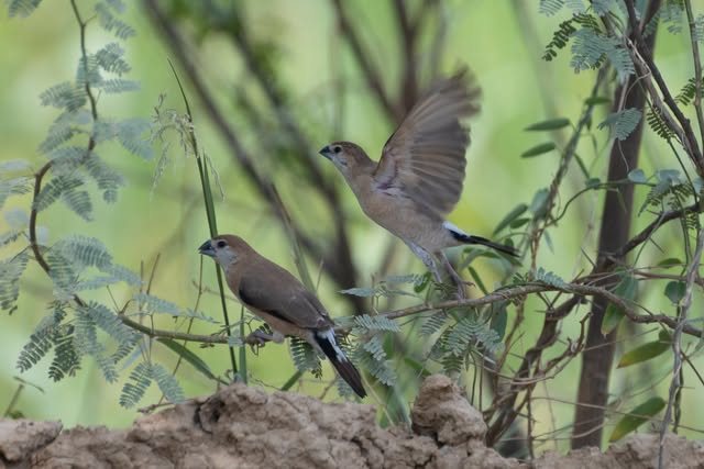 Two small birds, one with its wings spread