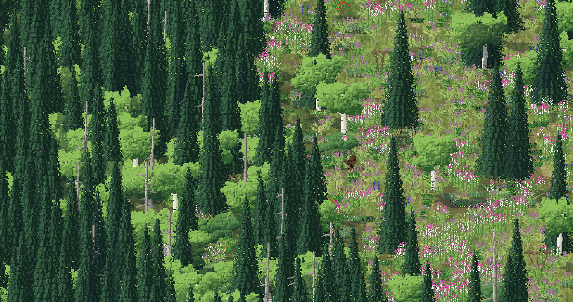 Dense spruce forest with birch among it and fireweed flowering in the gaps